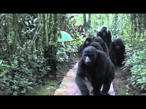 Touched by a Wild Mountain Gorilla (Non HD version)