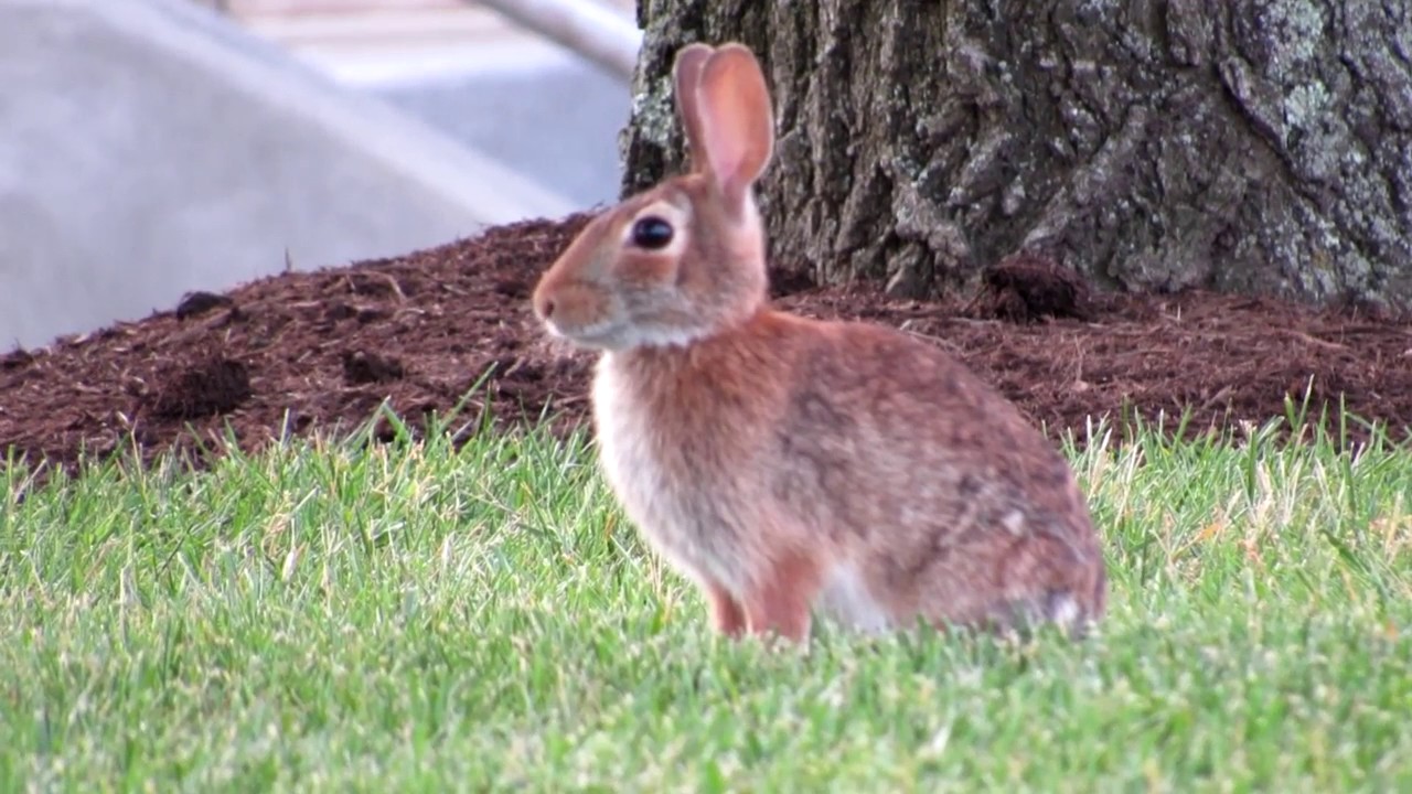Cute Bunny Wants His Cocaine! Sniff Sniff! (Silly Bunny. Winners Don't ...