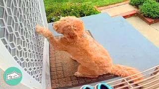 Goldendoodle Knocks On Neighbours' Door Everyday To Meet Her BFF | Cuddle Buddies