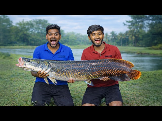 Snake Head Fish Hunting in Village Pond - Gone Amazing 🔥🔥 Telugu Experiments