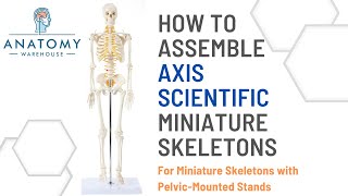 How to Assemble Axis Scientific Miniature Skeletons