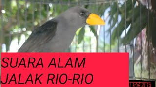 Suara jalak Rio-Rio asli alam// pancingan untuk jalak Rio-Rio bahan