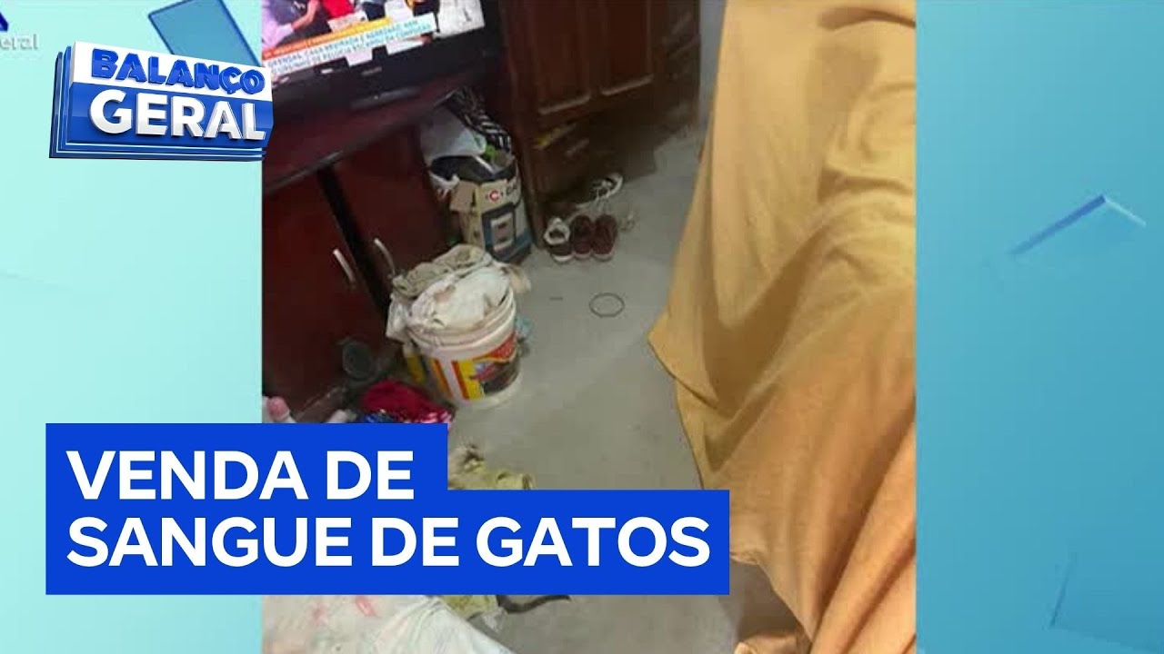 Esquema de venda ilegal de sangue de gatos é descoberto em Monte Alto (SP)