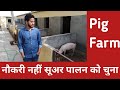 युवाओं का सुअर पालन में रुझान । Pig Farm Bulandshahr U.P. । kisan farming