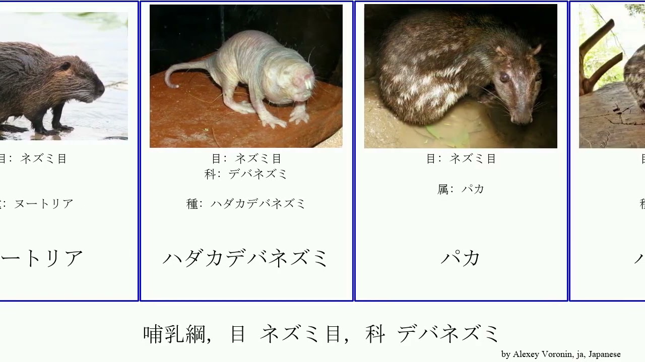 哺乳綱 目 ネズミ目 科 デバネズミ Mammal タケネズミ アフリカアシネズミ ヤマアラシ科 アトラスグンディ ビーバー オオイツユビトビネズミ ポケットマウス None デグー科 Youtube