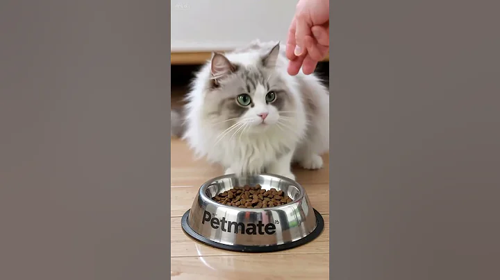 Video 10213861: cute cat eating food