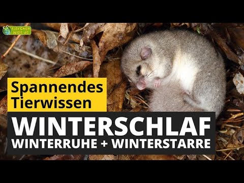 Video: Eigenschaften von Tieren: Warum der Bär Winterschlaf hält