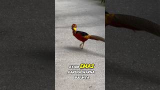 Golden Pheasant: Ayam Emas yang Harganya Bisa Jutaan!