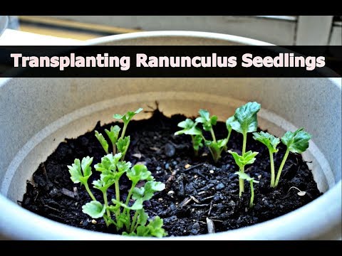 Video: Mentol Ranunculus: Menanam Bunga Ranunculus Di Taman