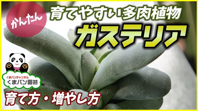 多肉植物 ガステリアの植え替え 育て方 くまパン園芸 Youtube 多肉植物 ガステリアの植え替え 育て方 くまパン園芸 Youtube