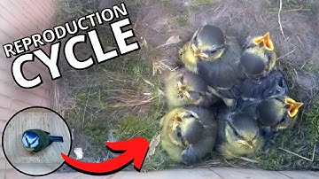 Inside The Nest: Blue Tit