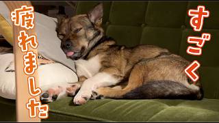 Download Lagu 4ヶ月言うタイミングを逃して言えなかったこと MP3