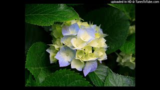 Odam Kireç Tutmuyor Alideniz (Sefamerve) Resimi