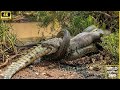 Ultimate Survival Zone: Giant Anaconda Battle - The Ultimate Discovery Snake Video #wild