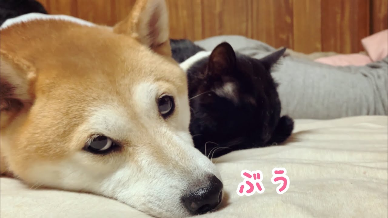 台風の日 ももはパパに怒られました Typhoon Day Youtube 台風の日 ももはパパに怒られました Typhoon Day Youtube