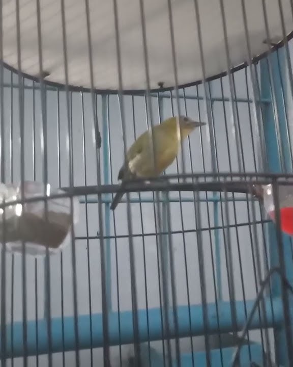 Masteran Pleci paud jahat