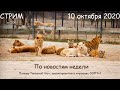 Стрим 3 октября: пообщаемся по темам недели