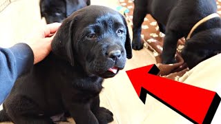 PUPPIES TRY THEIR FIRST TREATS!!