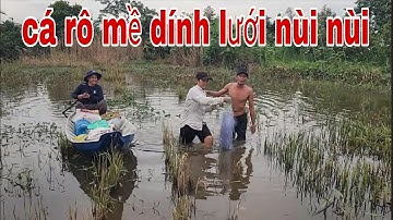 Giăng Lưới Khu Ruộng Lúa Chét , Cá Rô Mề Dính Lưới Gỡ Mỏi Tay Luôn # SĂN BẮT ĐỒNG THÁP #