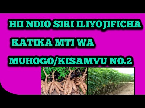 HII NDIO SIRI ILIYOJIFICHA KATIKA MTI WA MUHOGO KISAMVU NO 2