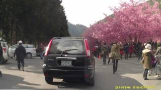 20120218-武陵櫻花宴-2