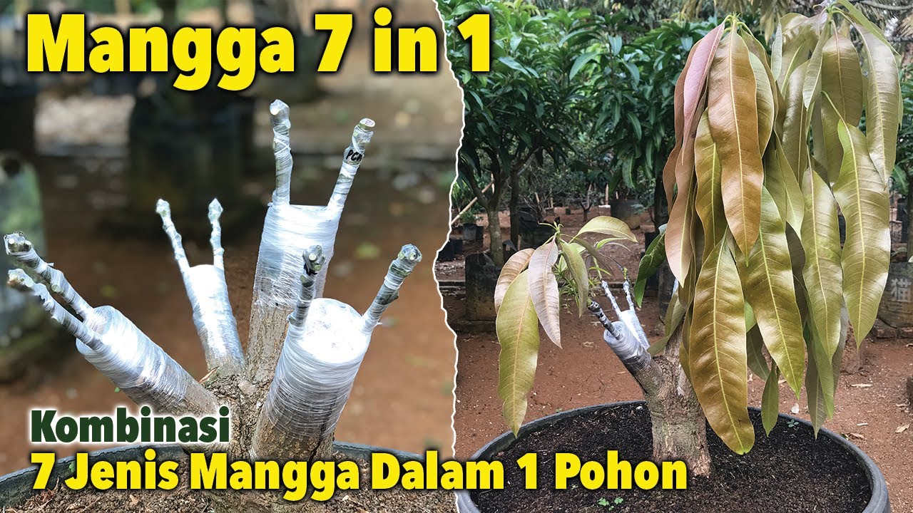 Cara Kombinasi 7 Jenis Mangga Sultan Dalam 1 Pohon