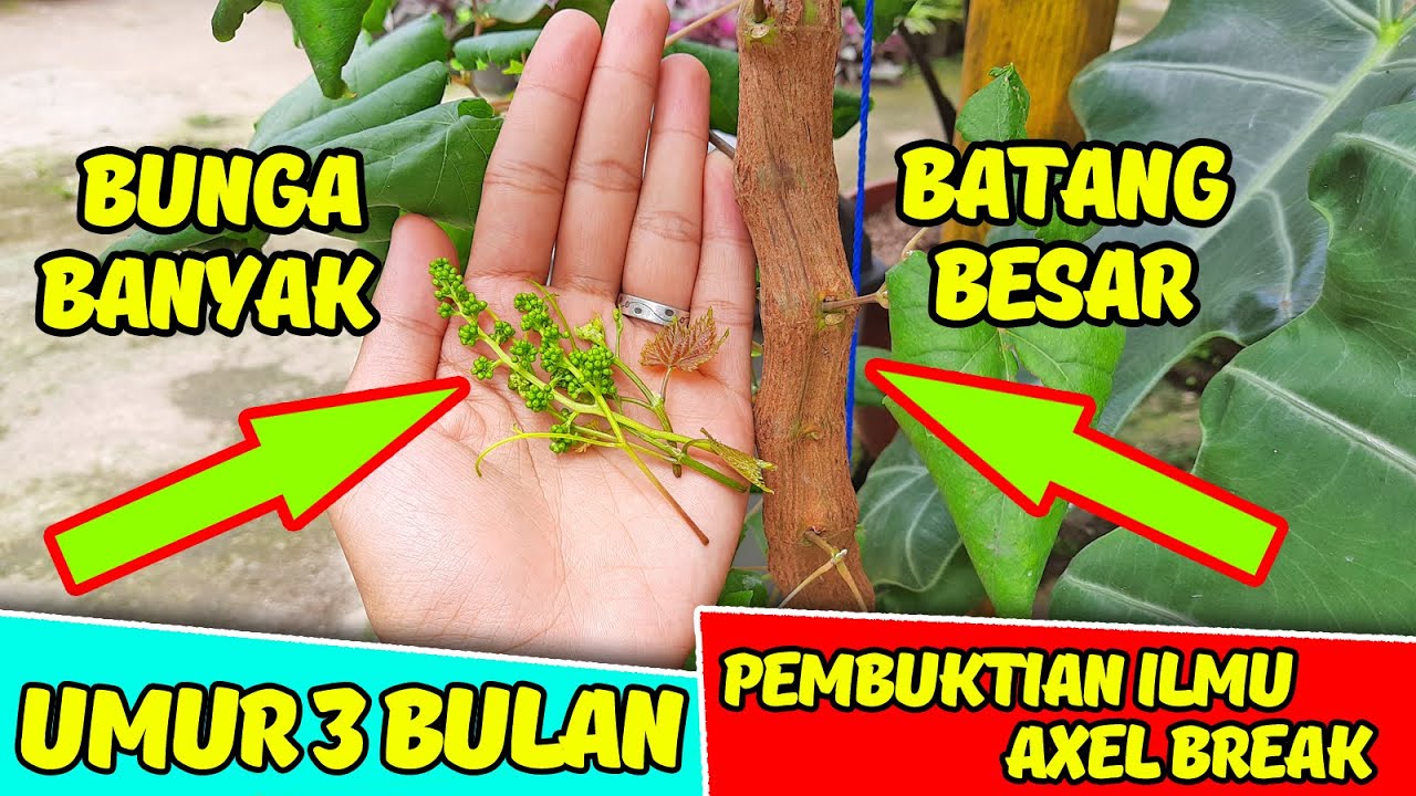 PEMBUKTIAN ILMU AXEL BREAK TANAMAN ANGGUR YANG DAPAT MEMBESARKAN BATANG ANGGUR