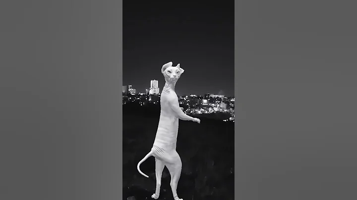 Video 10763181: sphynx cat cutecat kitten, sphynx cat funny kitten, meow funny cats dancing, meow cute cat dance, meowing best funny cat, cat cute beautiful meow, cat meow love funny, nice lovely cute cats