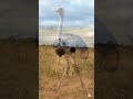 This Bird Can Outrun a lion.#Ostrich  #WildEarthStories #Wildlife #Nature #Africa #Birds #Shorts