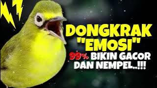 Ciak Ciak Kecial Kuning BETINA Ampuh DONGKRAK EMOSI Bikin Kecial GACOR NEMPEL‼️