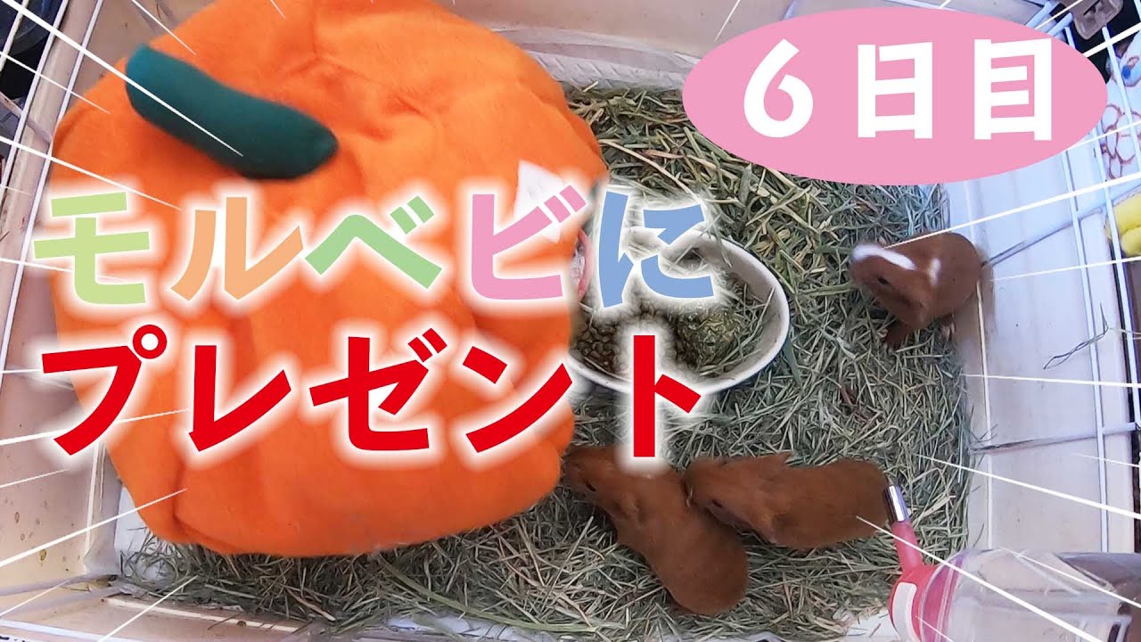生後6日 モルモット 嬉しくてポップコーンジャンプ Guineapig Youtube