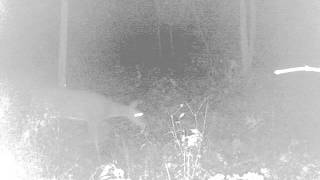 deer video 017.AVI