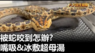被蛇咬到怎辦 嘴吸&冰敷超母湯 |【民生八方事】| 2023040507 @gtvnews27