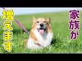 後輩犬だったモナちゃんが先輩犬になることになりました!