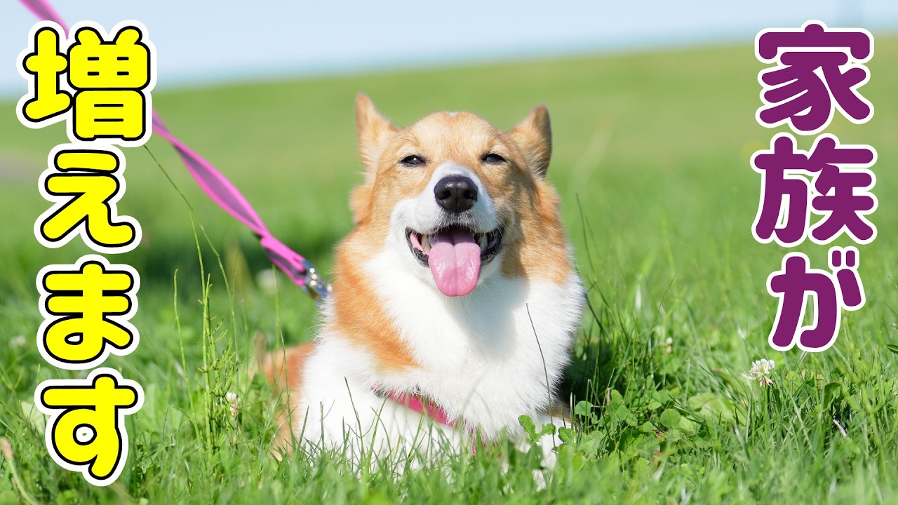 後輩犬だったモナちゃんが先輩犬になることになりました!