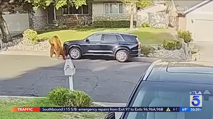 Bears fight on Monrovia street
