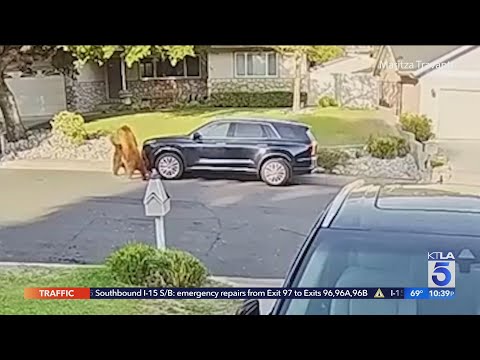 Bears fight on