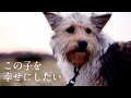 大自然でお散歩しながら、犬と幸せな生活をするため愛用品を紹介します（お散歩、室内）