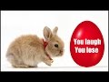 Try not to laugh or smile  funny bunny  2018  easter edition 
