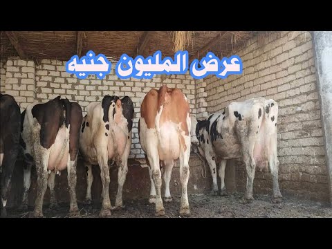 صفقه المليون جنيه لأول مرة عند المعلم محمد سعد العنوان قطور غربيه تليفون 01090609717