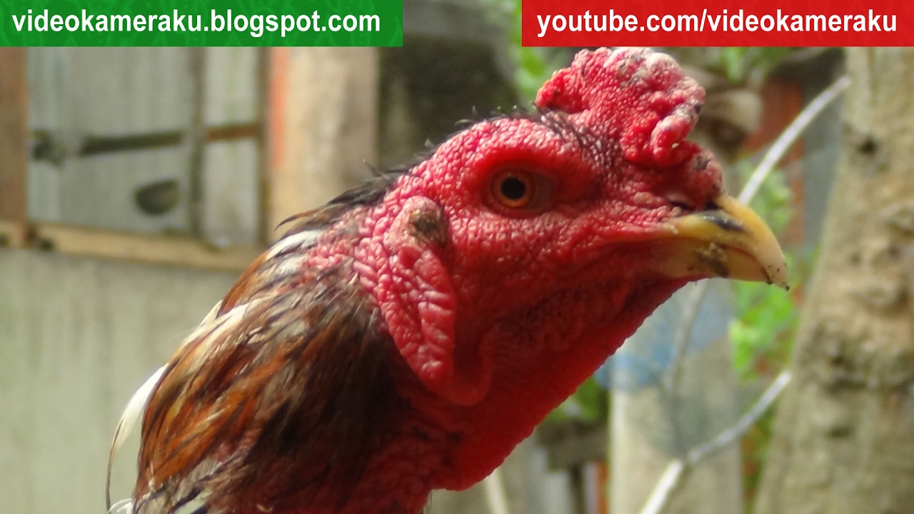 1 Hour Rooster Crowing Live Recording February 7 2017 YouTube