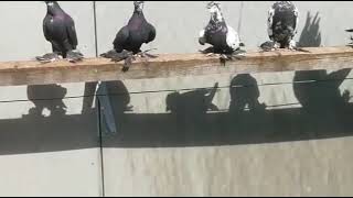 Узбекские игровые Голуби Евгения в Германии Pigeon culbutant Ouzbékistan