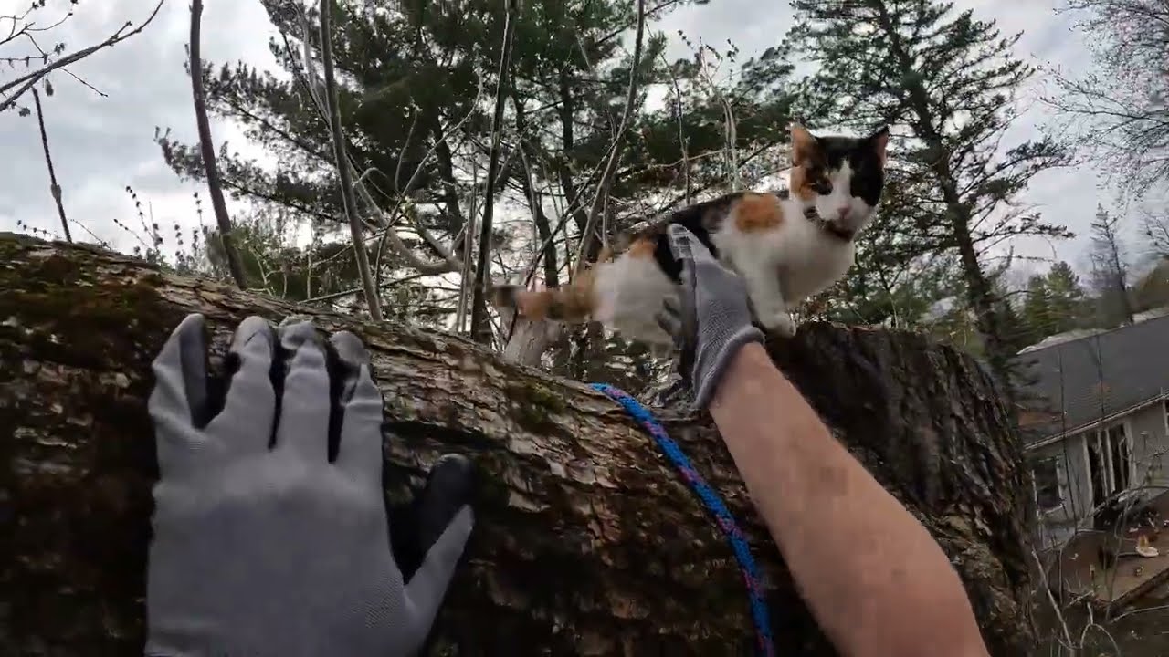 Rescuing Lucy  (Cat-Stuck-In-Tree-Rescue)