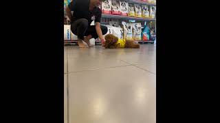 Dog trainer #petshub #cutedog #buddypet #pets #petcenter #smartdog #shorts #fyp