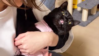 After the sterilization surgery, Rescued cat, Hotane, came back from the veterinary clinic