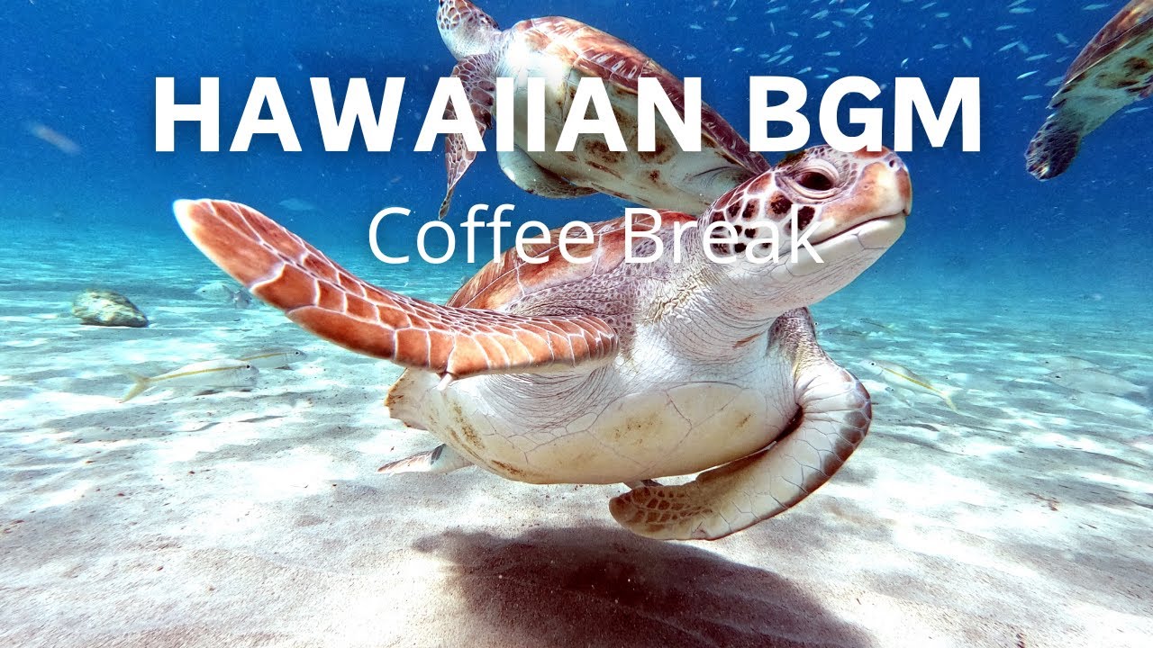 🌴 ハワイアン音楽でリラックス＆ジョイフルなひととき（カフェ・作業用BGM） 🌴