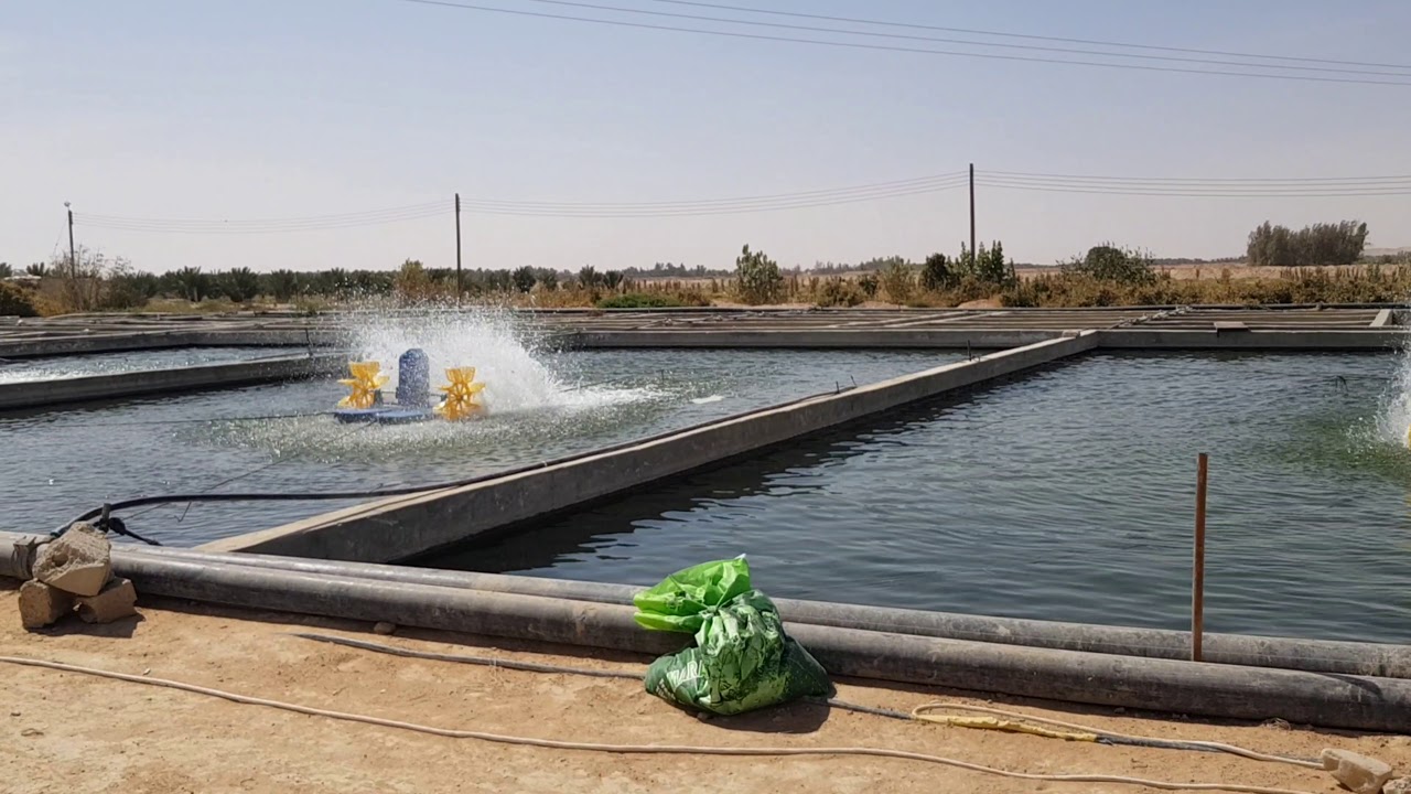 اكبر مزارع الاسماك|فى السعودية|للاستزراع السمكي|وتربيه الاسماك