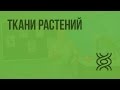 Ткани растений. Видеоурок по биологии 5 класс