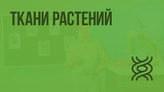 Ткани растений(Пройти тест по теме: https://goo.gl/arwW7m Перейти к тренажерам: https://goo.gl/22ceAv Домашнее задание от Домашней Школы InternetUro..., 2016-09-24T13:43:58.000Z)