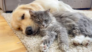 Adorable Cat who Can't Deny His Love for Golden Retriever [Cuteness Overload] by Buddy 22,064 views 1 month ago 1 minute, 47 seconds